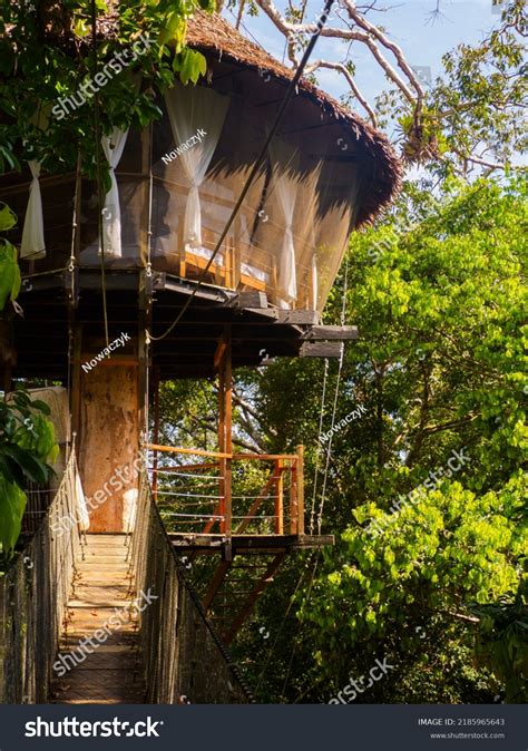 Glamping Accommodation Amazon Rainforest Wooden Treehouse Stock Photo ...