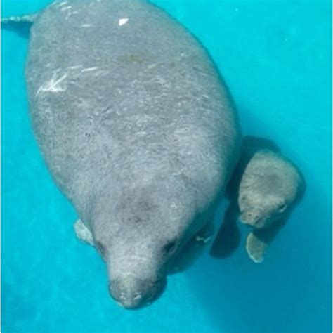 New Baby Manatee at Sea World 7/21/12 | Manatee, Sea world, Animals friends