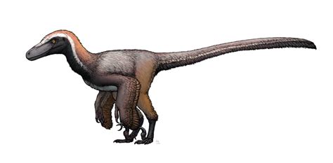 Pyroraptor | Dinopedia | Fandom