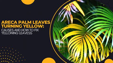 Areca Palm Leaves Turning Yellow: Causes and How to Fix Yellowing Leaves