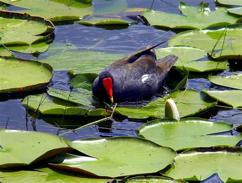 Common Moorhen Photograph by Daniel Burnstein - Fine Art America