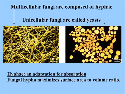 Ppt Fungi Are Absorptive Heterotrophs Most Are Multicellular | Free ...