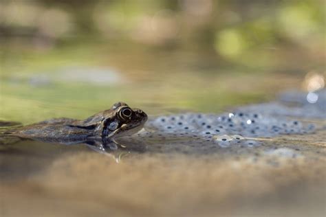 3 Caecilian Life Cycle Royalty-Free Images, Stock Photos & Pictures ...