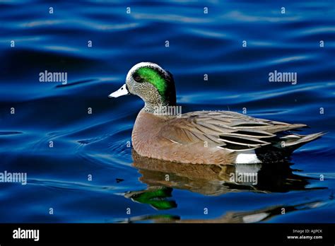 American Wigeon Duck Breeding Male Anas americana Stock Photo - Alamy