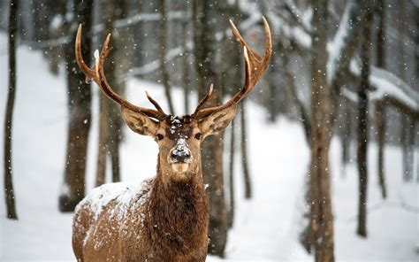 Deer landscapes nature trees forest woods winter snow flakes snowing ...