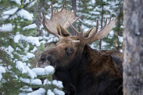 Winter Moose Photograph by Randy Robbins - Fine Art America