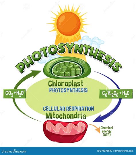 Photosynthesis And Cellular Respiration Diagram Stock, 49% OFF