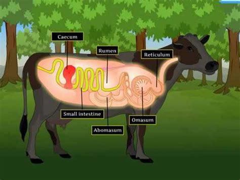 Describe the Process of Digestion in Ruminants