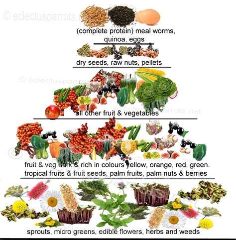 baby cockatiel food chart - Dorthea Casas