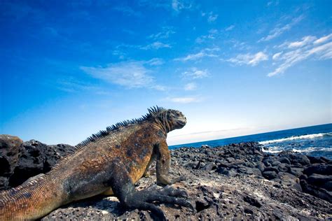 Galapagos: diving and islands - trip of in Ecuador