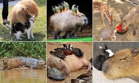 Bravest and friendliest animal in my opinion, the CAPYBARA! Chilling ...