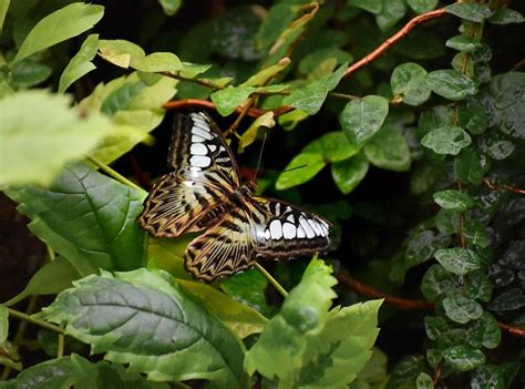 Butterfly House | Butterfly House & Aquarium