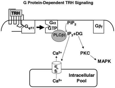 Receptors, thyrotropin-releasing hormone; Protirelin Receptors ...