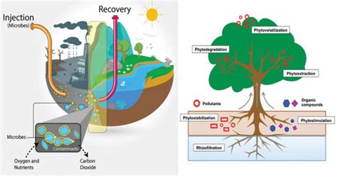 Introduction to Bioremediation