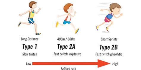 Muscle Fibre Types - Fast Twitch, Slow Twitch - Type I, IIA & IIB