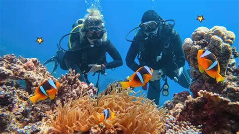 Mengenal Ekosistem Laut, Jenis, dan Peran untuk Kehidupan Manusia | Orami