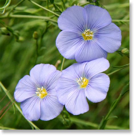 Yosemite Wildflowers: Blue Flax (Linum lewisii)