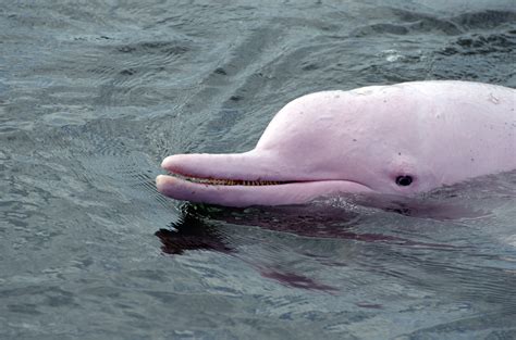 Pink River Dolphins | Blog | Delfin Amazon Cruises