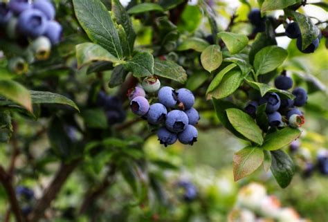 How To Wash Blueberries - Removing Pesticides & Dirt