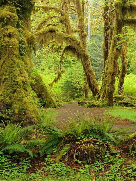 Temperate Rainforest Plants Names