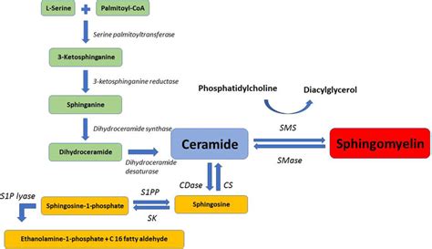 Major steps in sphingomyelin metabolism. SMS, sphingomyelin synthase ...