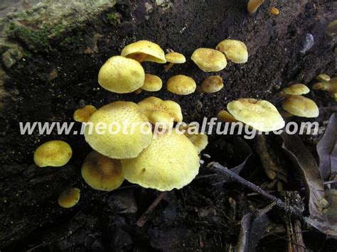 Gymnopilus spp. – Neotropical Fungi