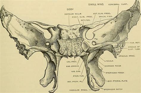 Lateral Pterygoid Plate Of Sphenoid Bone