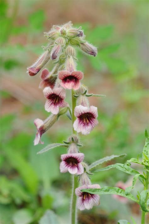 Rehmannia (Rehmannia glutinosa) Flower, Leaf, Uses - PictureThis