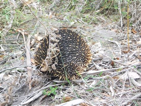 Echidna-egg laying mammal-500th post! - 10,000 Birds