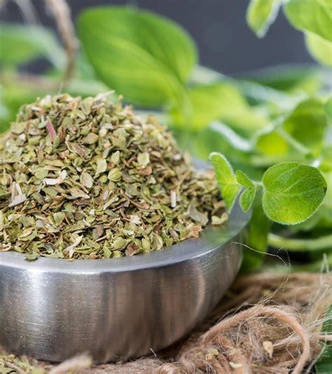 Oregano: Health Benefits, Uses, And Side Effects | How to dry oregano ...