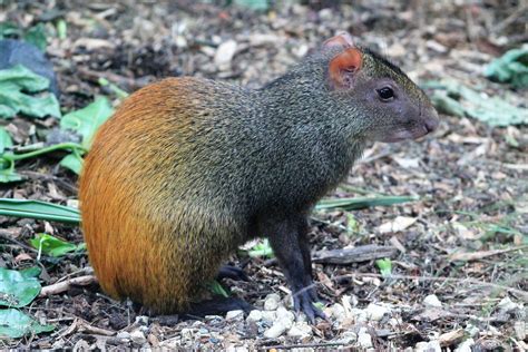 Brazilian Agouti (Dasyprocta leporina) - ZooChat