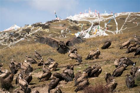 Sky Burial Vultures