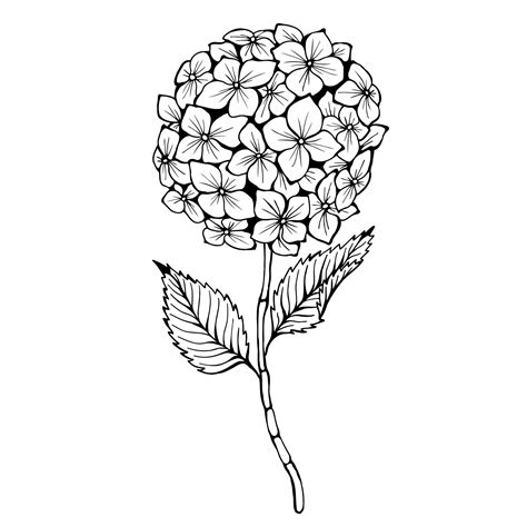 Premium Vector | Hydrangea. Hand drawn illustration. Monochrome black ...