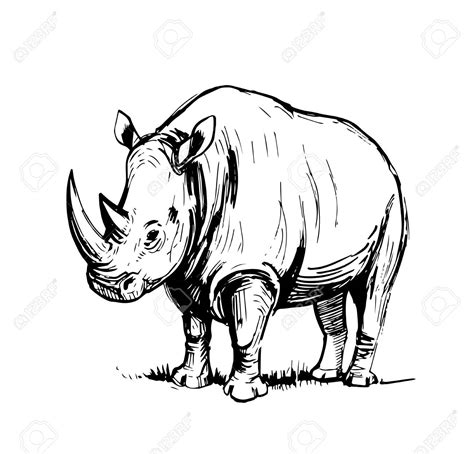 Rhino Outline Drawing at GetDrawings | Free download