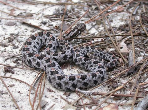 Pigmy Rattlesnake | Outdoor Alabama