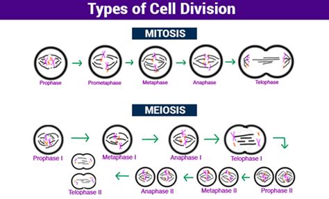 Cell Division- Mitosis,Meiosis And Different Phases Of Cell Cycle