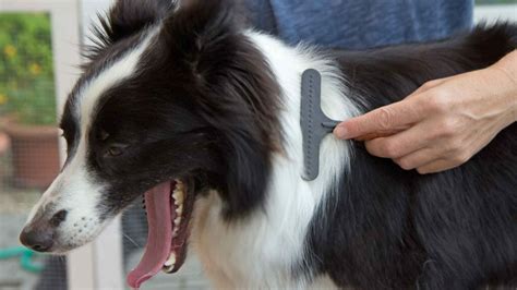 Grooming a Border Collie: Coat Care Tips for BC Grooming | Dog Advisory ...