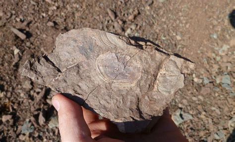 Fossilguy.com: Red Hill Fossil Hunting - Hyneria Teeth and Scales