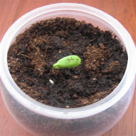 Apple seed germination