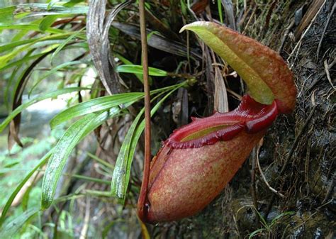 Nepenthes rajah seed germination - Nepenthes - Carnivorous Plants UK