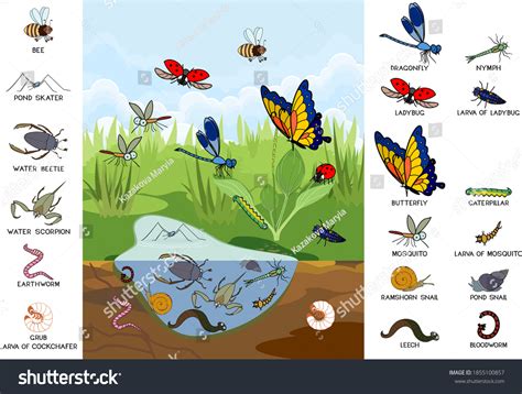 Ecosystem Pond Insects Other Invertebrates Animals Stock Vector ...