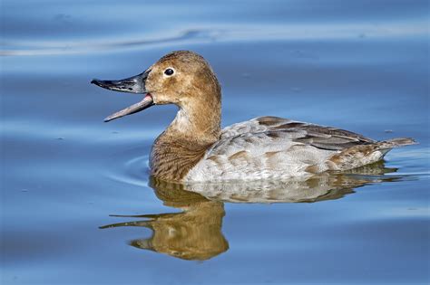 Female Canvasback | Beautiful birds, Future farms, Birds