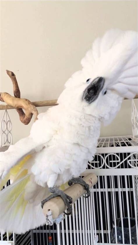 Umbrella Cockatoo gets mad. | Pet birds, Funny birds, Funny parrots