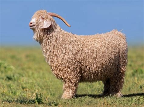 Angora Goat - Facts, Size, Diet, Pictures - All Animal Facts