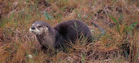 Great Texas Wildlife Trails - Wildlife - Texas Parks & Wildlife Department