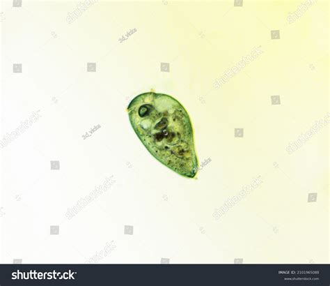 Microscopic Ciliate: Over 502 Royalty-Free Licensable Stock Photos ...