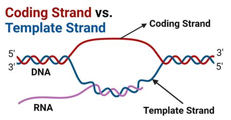 Coding Strand vs. Template Strand: 6 Key Differences