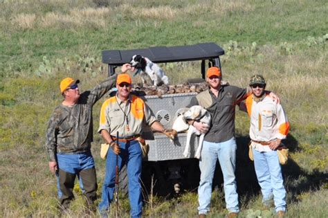 Quail Hunting - Guided Quail Hunts in Texas | Schmidt Double T Ranches