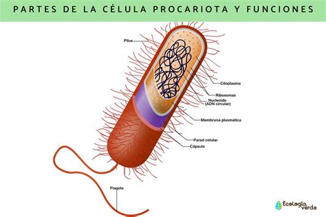 Célula procariota: características, partes y funciones