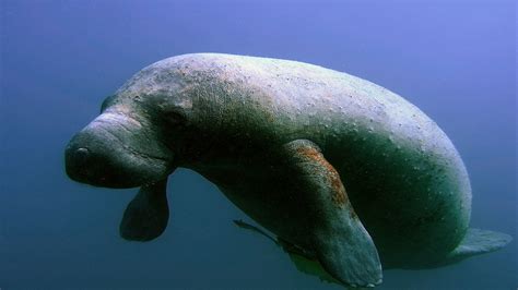 What Do Manatees Eat In The Ocean - cloudshareinfo